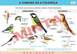 Comenius A cinegék és a fülemüle