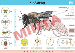 Comenius A háziméh