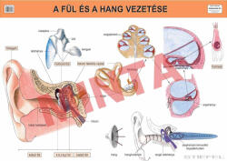 Comenius A fül és a hang vezetése