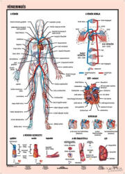 Stiefel Vérkeringés
