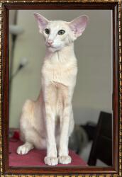 Marek & Darek Fotókeret Képekhez, Finom Faragásokkal, 20x30, 15, Bronz+arany Szín (5904996596729)