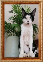 Marek & Darek Kész képkeret, álló és akasztható, 15 tömörfa arany 15x23 cm (5904996596859)