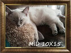 Marek & Darek Keret Felakasztáshoz És Elhelyezéshez 10X15 Arany Garden (5904996595203)