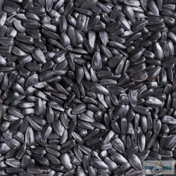  Besties Fekete Napraforgómag 5kg