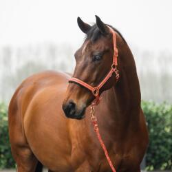 HORKA Lófejkötelet és hosszú pórázt tartalmazó szett Horka Deluxe COB barna|bézs