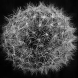 Kerma Design Pitypang KERMA-36 nyomtatott műbőr falikép