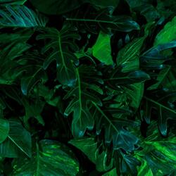  Soner törés- és hőálló konyhai hátfal zöld levél mintában 60x300 cm KF6