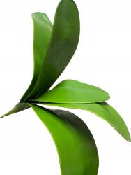 MartineX Levél Orchidea Gyökerek 40cm Nagy (MARTINEX)