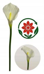 MartineX Calla Kalla Calia Kália Gumi Kiváló Minőségű 67cm műszár CAlle (Calla)