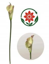 MartineX Calla Kalla Calia Kalia Gumi 74cm szár műcsali (Calla) - allegro - 740 Ft