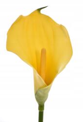 MartineX Calla Kalla Calia Kália Gumi Kiváló Minőségű 74cm műszár Calle (Calla) - allegro - 630 Ft