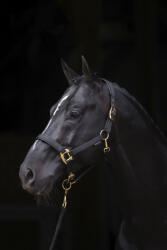 Kerbl Covalliero TopLine kötőfék - xfull