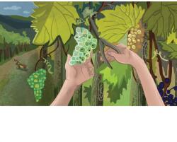 Diafilm Zrt Diafilm - Borsi szüretel (ringató)