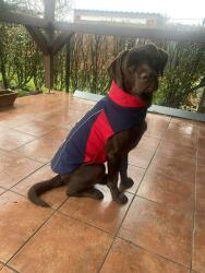 Ariat ACC Team Softshell kutyakabát XS (AR10029168XS)