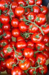  Farma z Rohoznice Paradicsom koktélbokor Tomíno 500 g-os kiszerelés