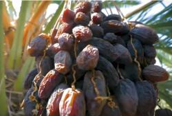  Medjool datolya 500g 2024-es szüret (5905669056250)