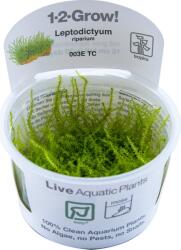 Tropica Leptodictyum riparium CUP - 1 db