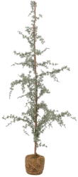 Bloomingville Изкуствена коледна елха височина 150 cm Vita - Bloomingville (82052640)