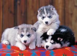 Ravensburger - Puzzle Puppies Husky XXL - 200 piese
