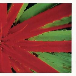 Jejune This Afternoon Malady