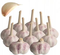 Fokhagyma Lengyel Harnasz Téli Gazdától Ételig Nagy 60-65mm 10 db (72-10)