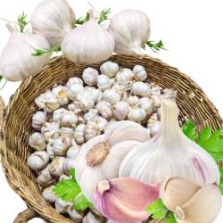  Fokhagyma Lengyel Harnasz Téli Gazdától Ételhez és Ültetéshez 55-60 500 g (71-05)