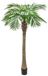 EUROPALMS - Főnix pálma luxor 150cm