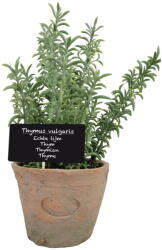 Esschert Design Изкуствено растение (височина 21, 5 cm) Thyme - Esschert Design (ZEE-AH002)