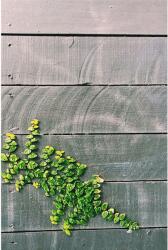 Oyo home Leaves Konyhaszőnyeg, 80x200 cm, poliészter, digitális nyomtatás, csúszásmentes hátlap, többszínű (WOOKECE190_80x200)