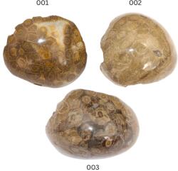  Coral Fosil Natural Brut - 73-110 x 50-106 x 27-67 mm - Piatra Rara a Vitalitatii si Protectiei - ( XXL ) - 1 Buc