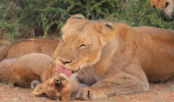 Diafilmgyártó Kft Állatok és kicsinyeik - Diafilm (5998644101007) - kepregenymarket