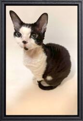 Marek & Darek Klasszikus képkeret falra és elhelyezésre 20x30 fa fekete (5904996592820)