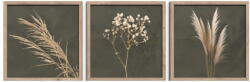 Styler Kép szett 3 db-os 30x30 cm Pampas - Styler