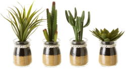Casa Selección Műnövény szett 4 db-os (magasság 18 cm) Cactus - Casa Selección