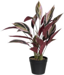 Ixia Műnövény (magasság 55 cm) Bird of Paradise - Ixia