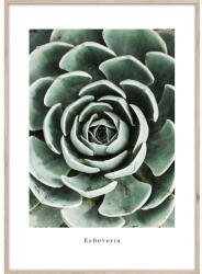 Styler Kép 50x70 cm Echeveria - Styler