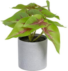 Ixia Műnövény (magasság 20 cm) Syngonium - Ixia