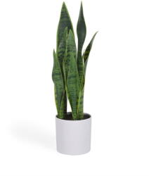 Kave Home Műnövény (magasság 55 cm) Sansevieria - Kave Home