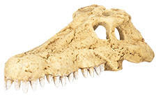 Repti Zoo bújó korokodil koponya 10, 8x6, 3x3, 8cm ERS34S (RZERS34S)