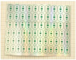 Indiana Holografikus Fólia Nyomtatott Csillámokkal WTP-No. 801 15x12cm F15 (801-15X12-GD-F15)