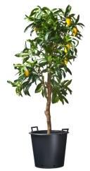 Nature ritzi konténer fogantyúval, 110L (6070314) (18867)