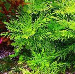 INVITAL Hygrophila difformis (Cserép Ø 5, 5 cm)