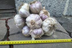 Fokhagyma lengyel Harnasz friss nagy 10 db-os szett 2025