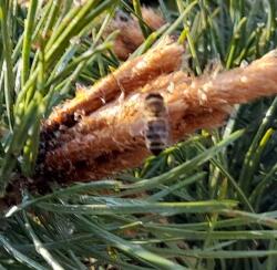  Mézeskalács Hanga Az Erdőkből Alföld Méhészet Mirka Méhészet