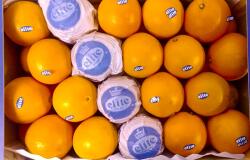  Farma z Rohoznice narancs Spanyolország közepes méretű 1 kg