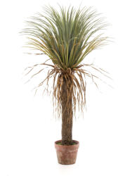  Élethű cserepes Yucca wild 110cm