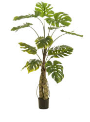  Élethű két törzsű monstera pálma műnövény 150 cm