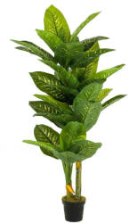  Élethű cserepes dieffenbachia 175cm