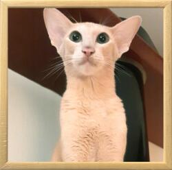 Marek & Darek Fotókeret 15X15 Cm-es Képekhez, Fa, Szett, Természetes Fa Szín (5904996595128)