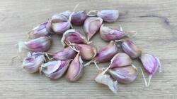  Harnaś téli Lengyel fokhagyma, 20 gerezd